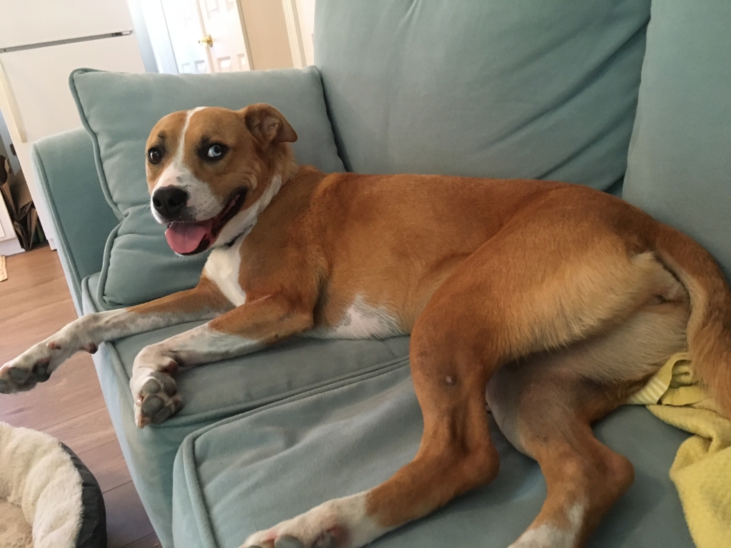 Pet sitting pet sitting