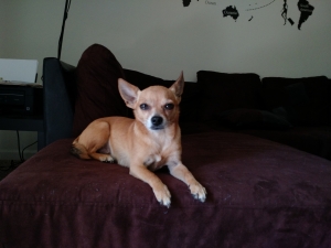 jason dog walnut creek