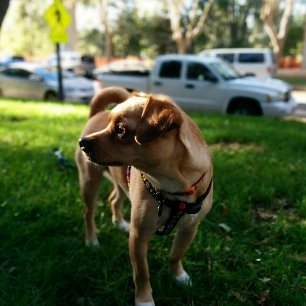 Potty break east bay dog walkers