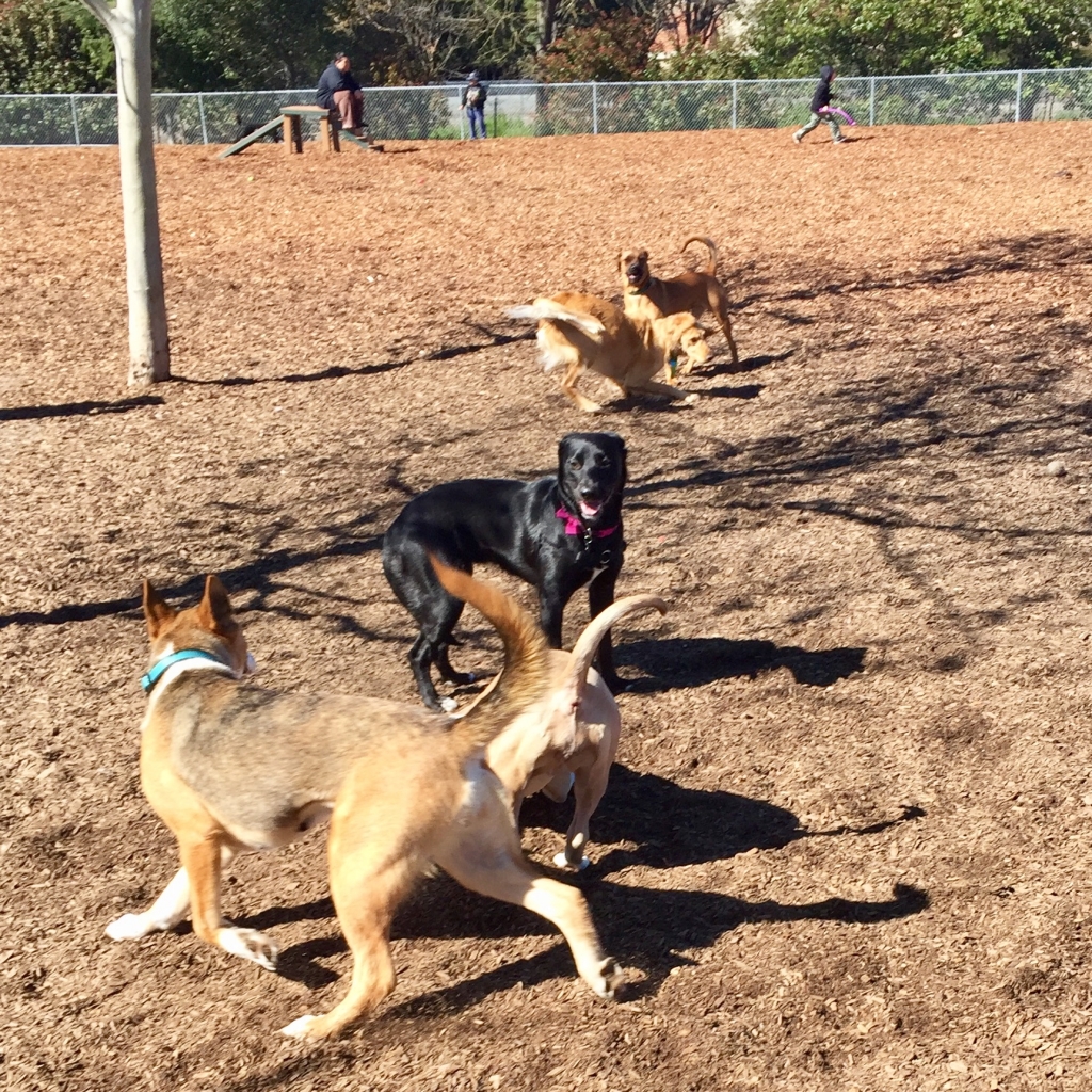 dogpark dog park